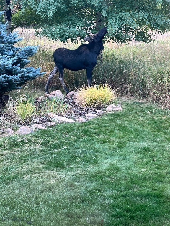 2594 Star Ridge Rd, Bozeman, MT 59715 - view of green lawn