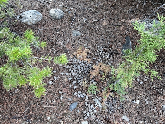 NHN Lost Creek Rd, Anaconda, MT 59711 - photo 15