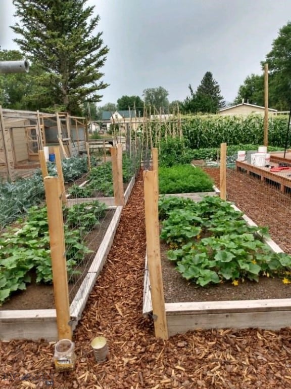 600 C St, Townsend, MT 59644 - view of yard with a vegetable garden