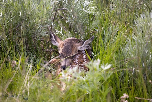 22 Porcupine, Wilsall, MT 59086 - photo 75