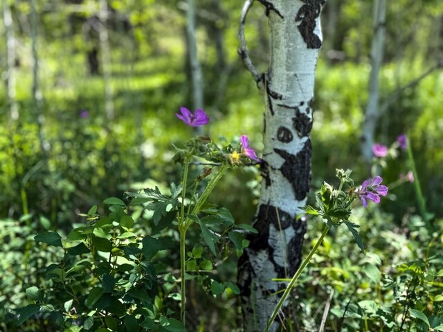 TBD(40+/-acres) Hope Road, Helmville, MT 59843