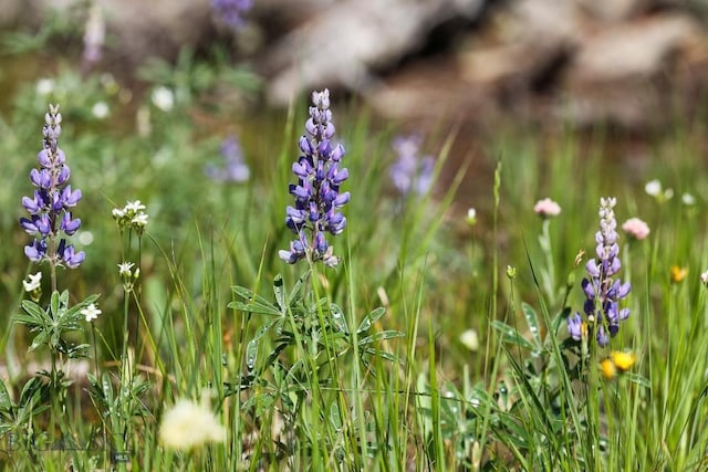 tbd Crown Butte, Big Sky, MT 59716 - photo 13