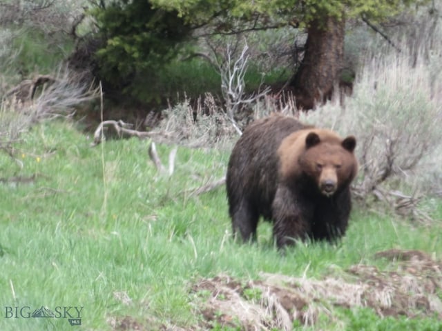 2544 N Camp Creek Rd, Melrose, MT 59742