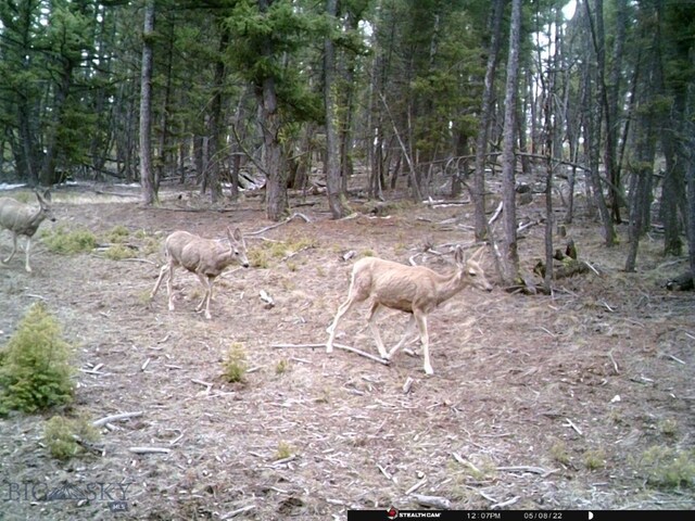 2544 N Camp Creek Rd, Melrose, MT 59742