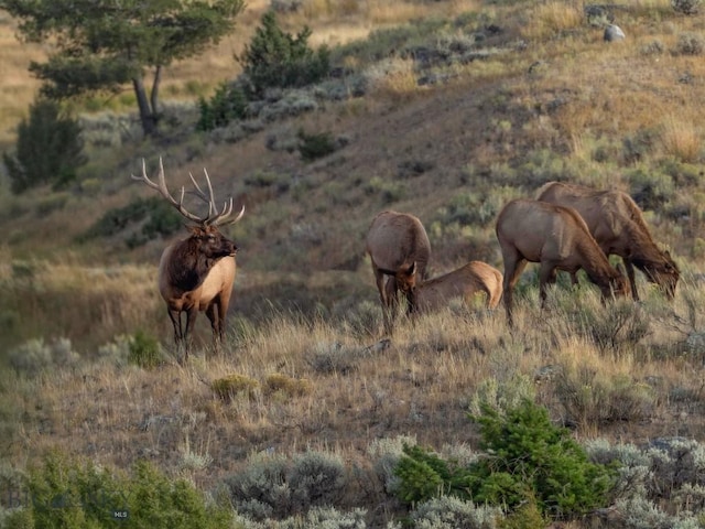94 Sky Band Trl, Livingston, MT 59047 - view of local wilderness