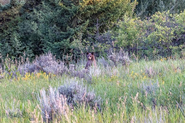 94 Sky Band Trl, Livingston, MT 59047 - view of undeveloped land
