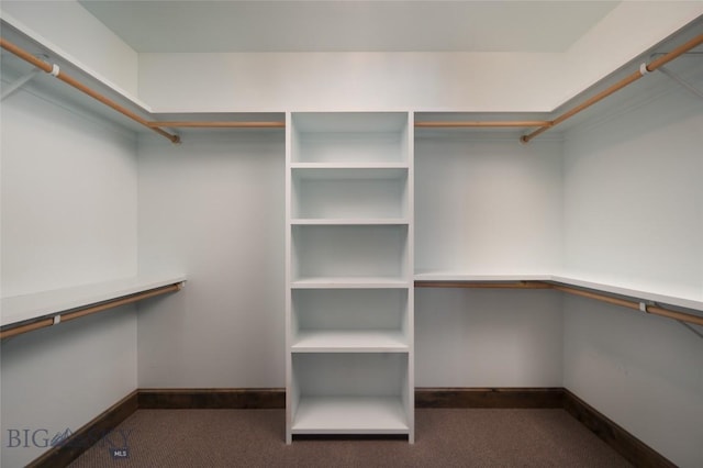 661 Doney Way, Bozeman, MT 59718 - walk in closet with carpet flooring
