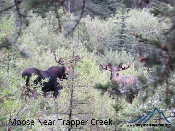 TBD Trapper Creek Rd, Melrose, MT 59743