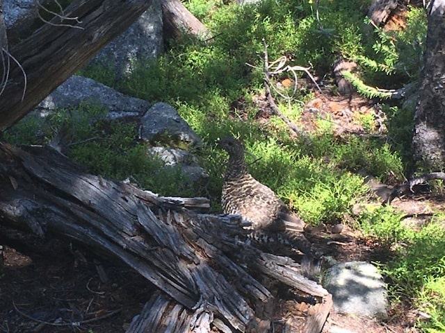 TBD Trapper Creek Rd, Melrose, MT 59743