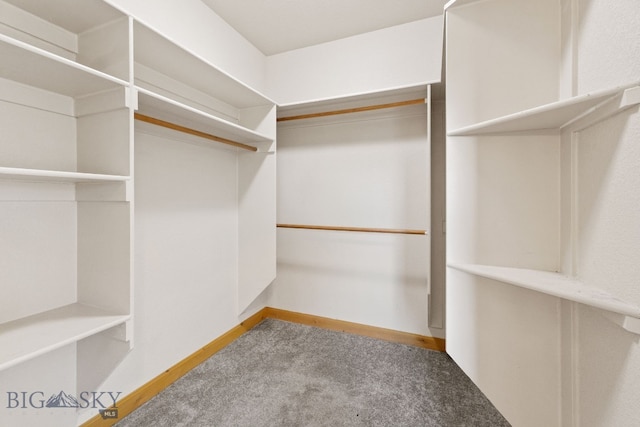 74 W Clara Ct, Bozeman, MT 59718 - walk in closet featuring carpet flooring