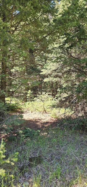 1105 S Boulder Rd, Cardwell, MT 59721 - view of tree filled area