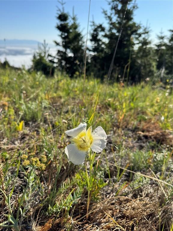 NHN Coyote Dr, Livingston, MT 59047 - photo 21