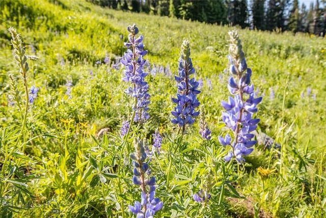 LOT16 Beehive Basin Rd, Big Sky, MT 59716 - photo 16