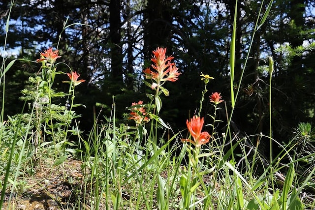 TBD Beehive Basin Rd, Big Sky, MT 59716 - photo 8