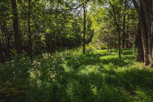 view of local wilderness