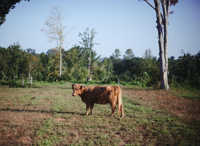 view of nature with a rural view