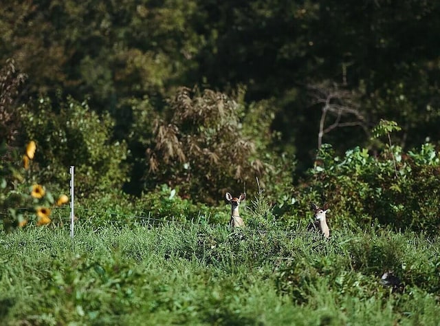 view of local wilderness