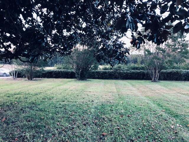 view of yard featuring a shed