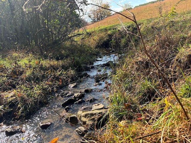 view of local wilderness