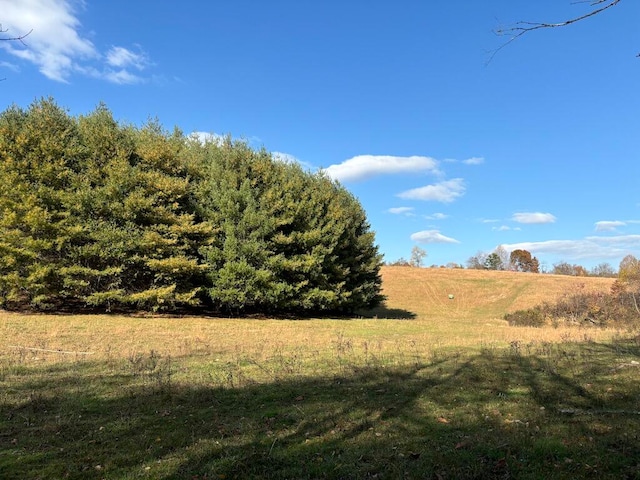 view of local wilderness