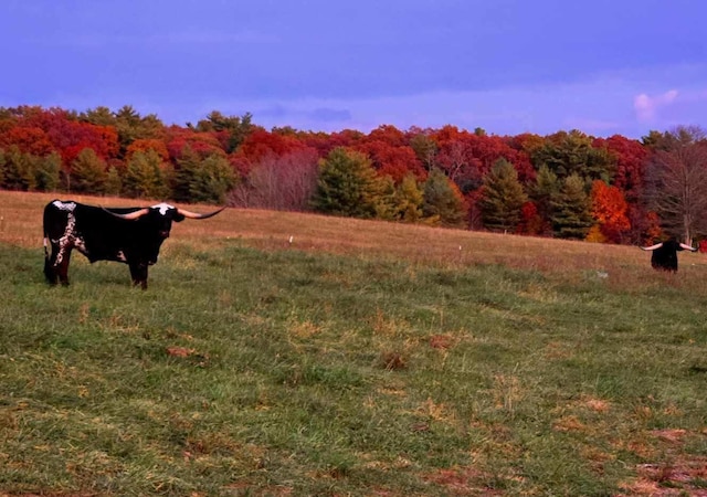 view of nature featuring a forest view and a rural view
