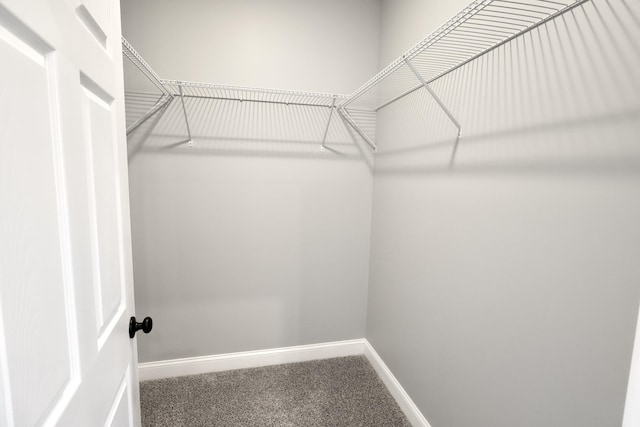 walk in closet with carpet flooring