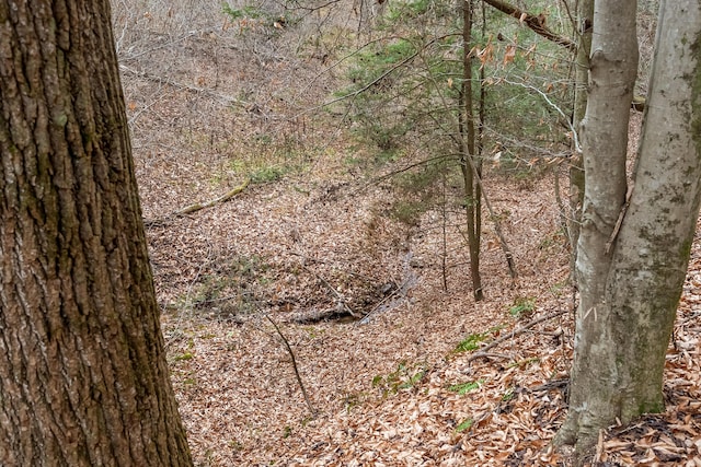 view of local wilderness