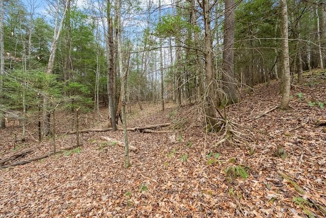 view of local wilderness