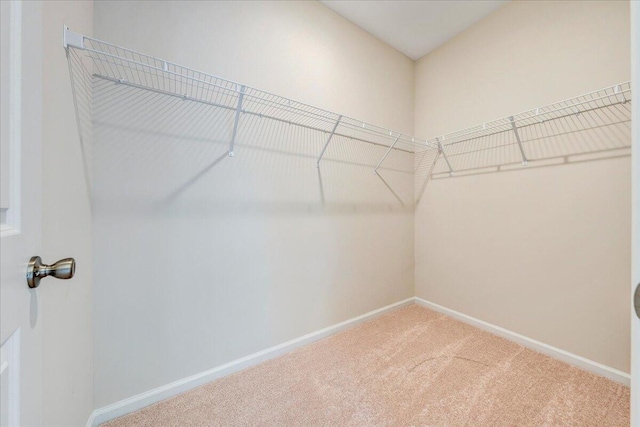 walk in closet with carpet flooring