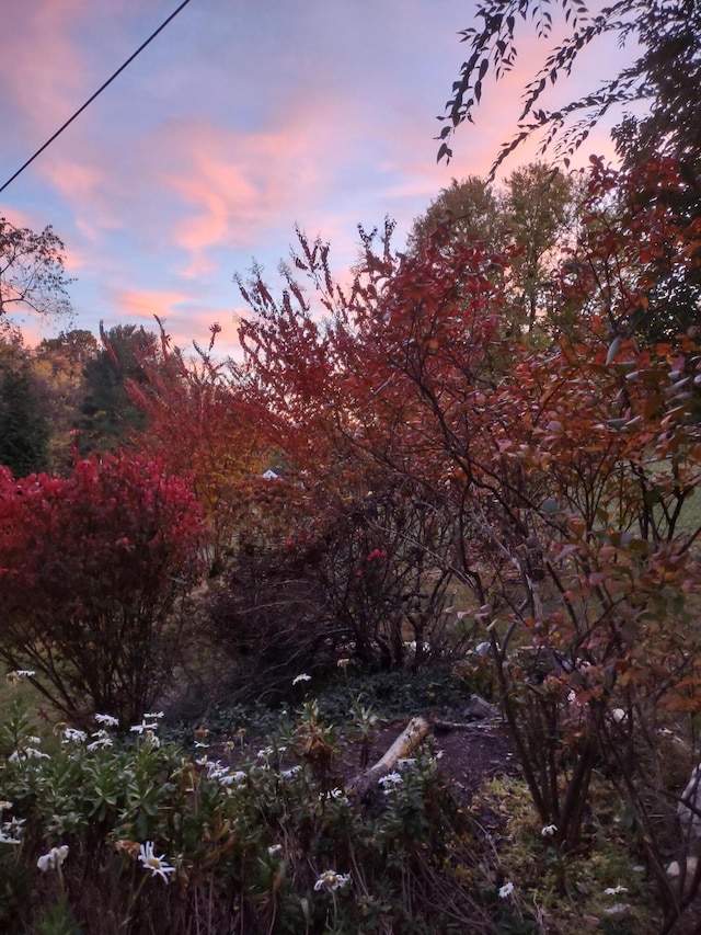 view of nature at dusk