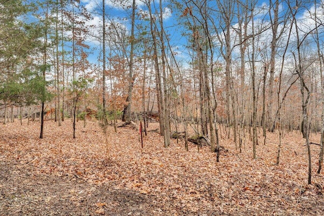 view of local wilderness