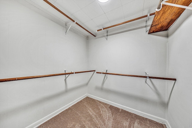 spacious closet featuring carpet floors