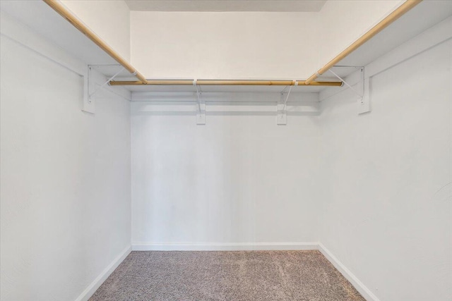 spacious closet featuring carpet