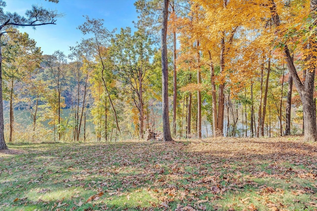view of local wilderness