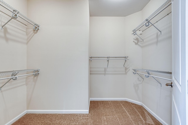 spacious closet featuring carpet flooring