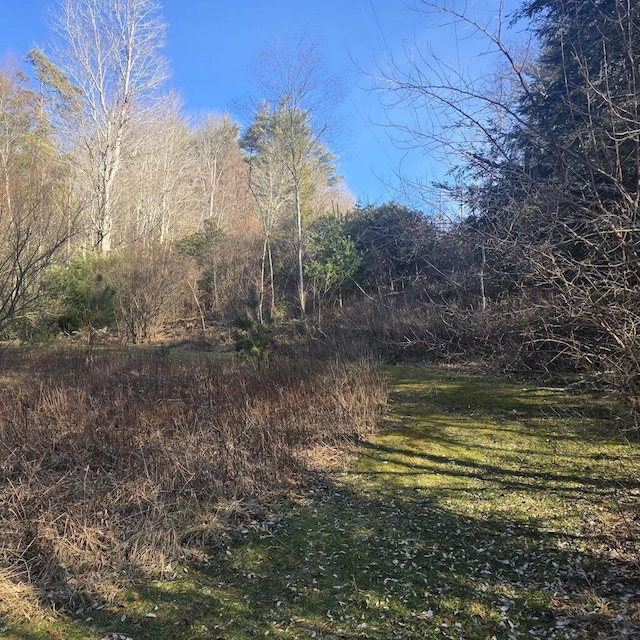 view of local wilderness