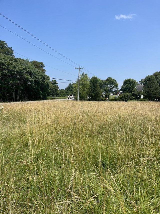 view of local wilderness