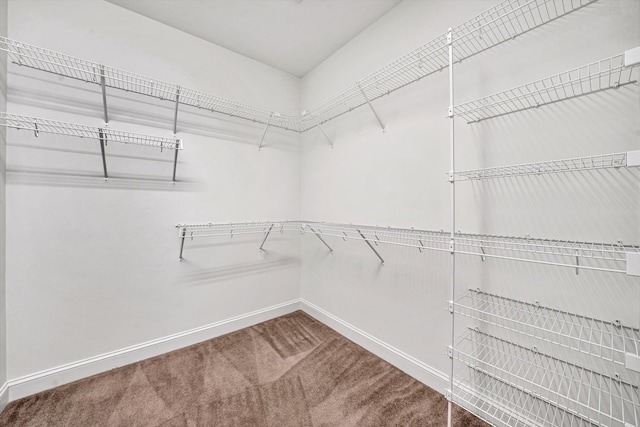 walk in closet featuring carpet flooring