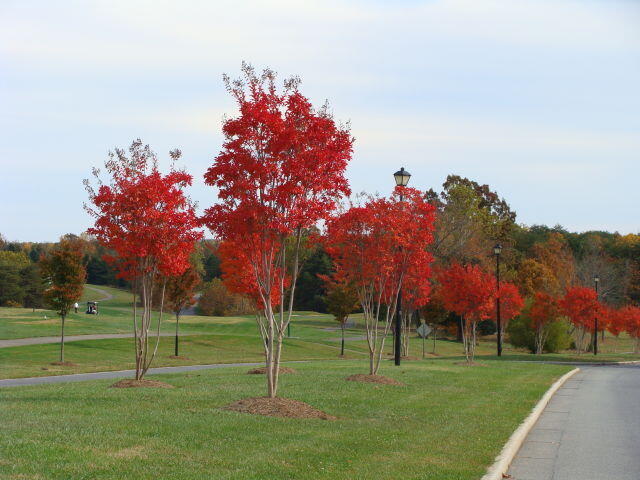 view of property's community with a lawn