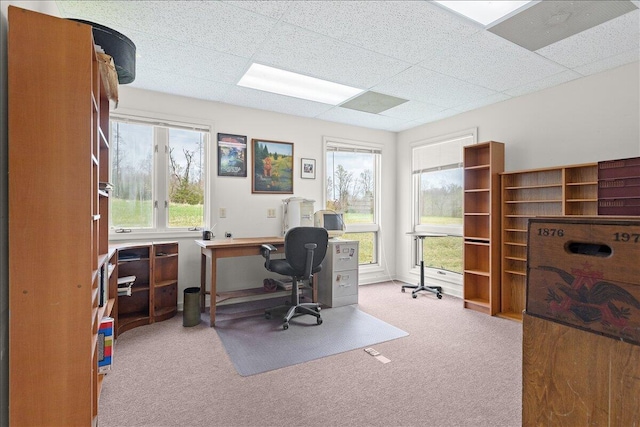 office featuring a paneled ceiling and carpet floors