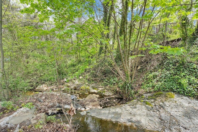 view of local wilderness