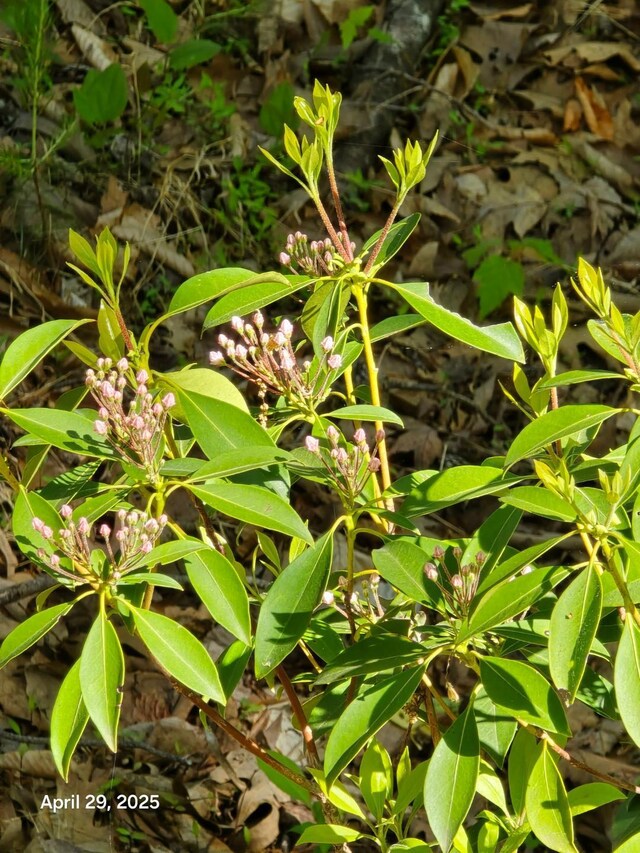LOT94 Crestview Rd, Wirtz, VA 24184