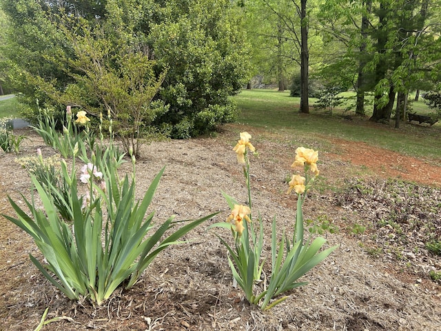 5531 Bethlehem Rd, Boones Mill, VA 24065 - view of yard