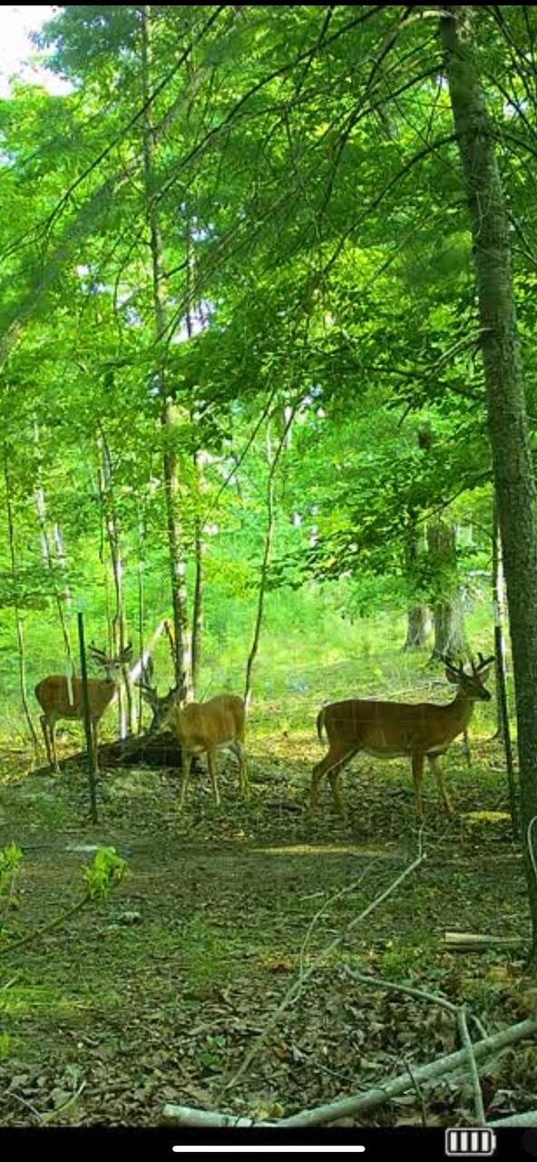 1393 Deepwoods Rd, Hardy, VA 24101 - view of undeveloped land