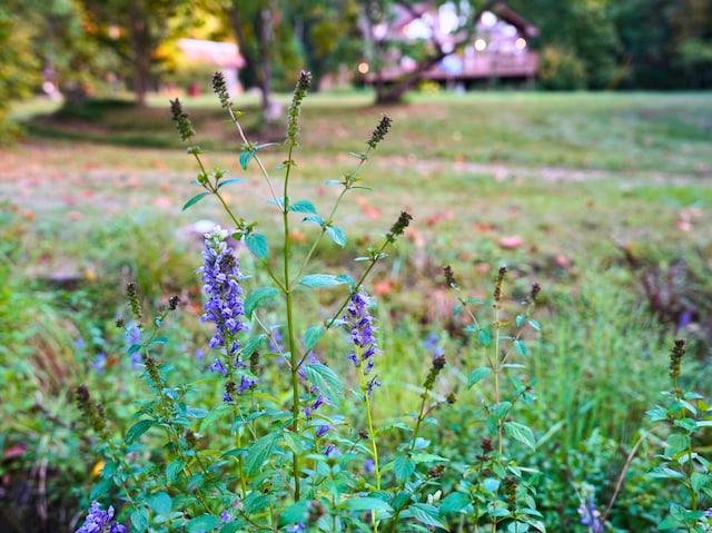 195 Lost Spring Ln, Lexington, VA 24450 - view of details