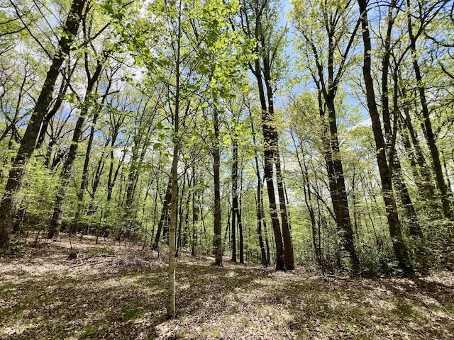 view of woods