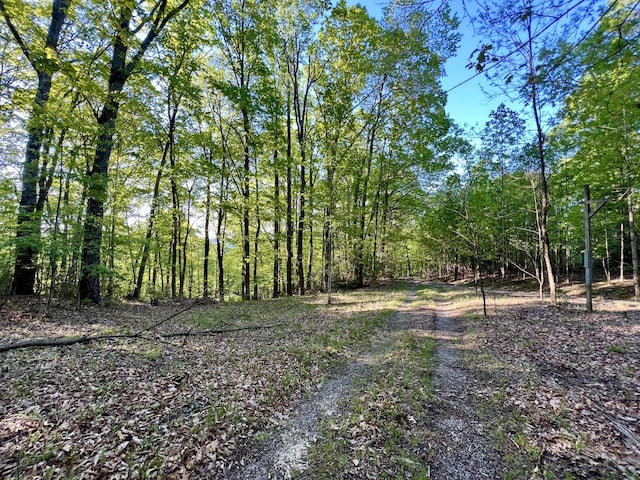 view of woods