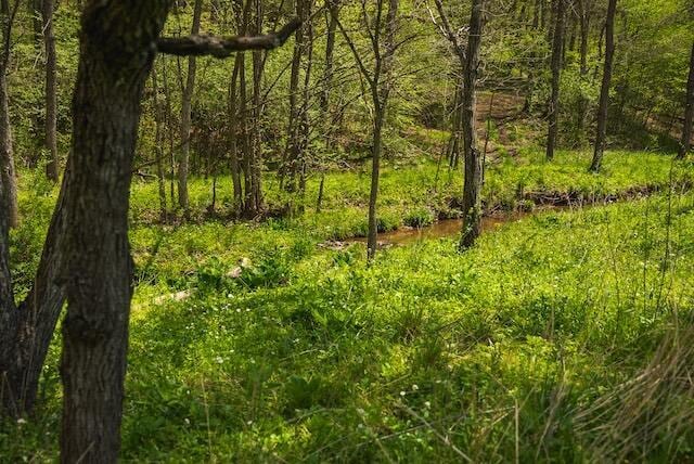 336 Turkey Run Ln, Rural Retreat, VA 24368 - view of undeveloped land