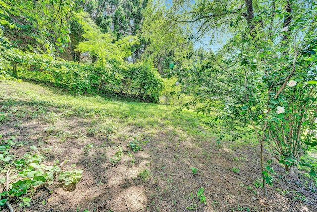 1521 Church Ave SE, Roanoke, VA 24013 - view of yard with a forest view
