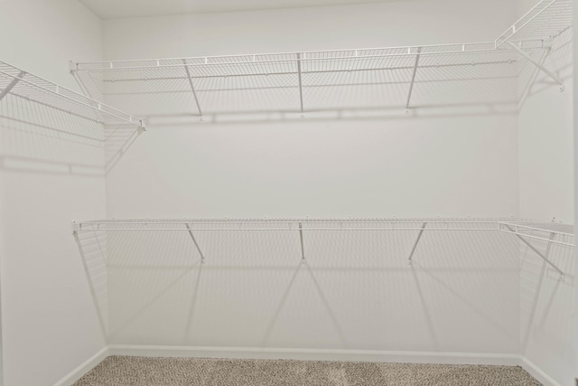 walk in closet featuring carpet flooring